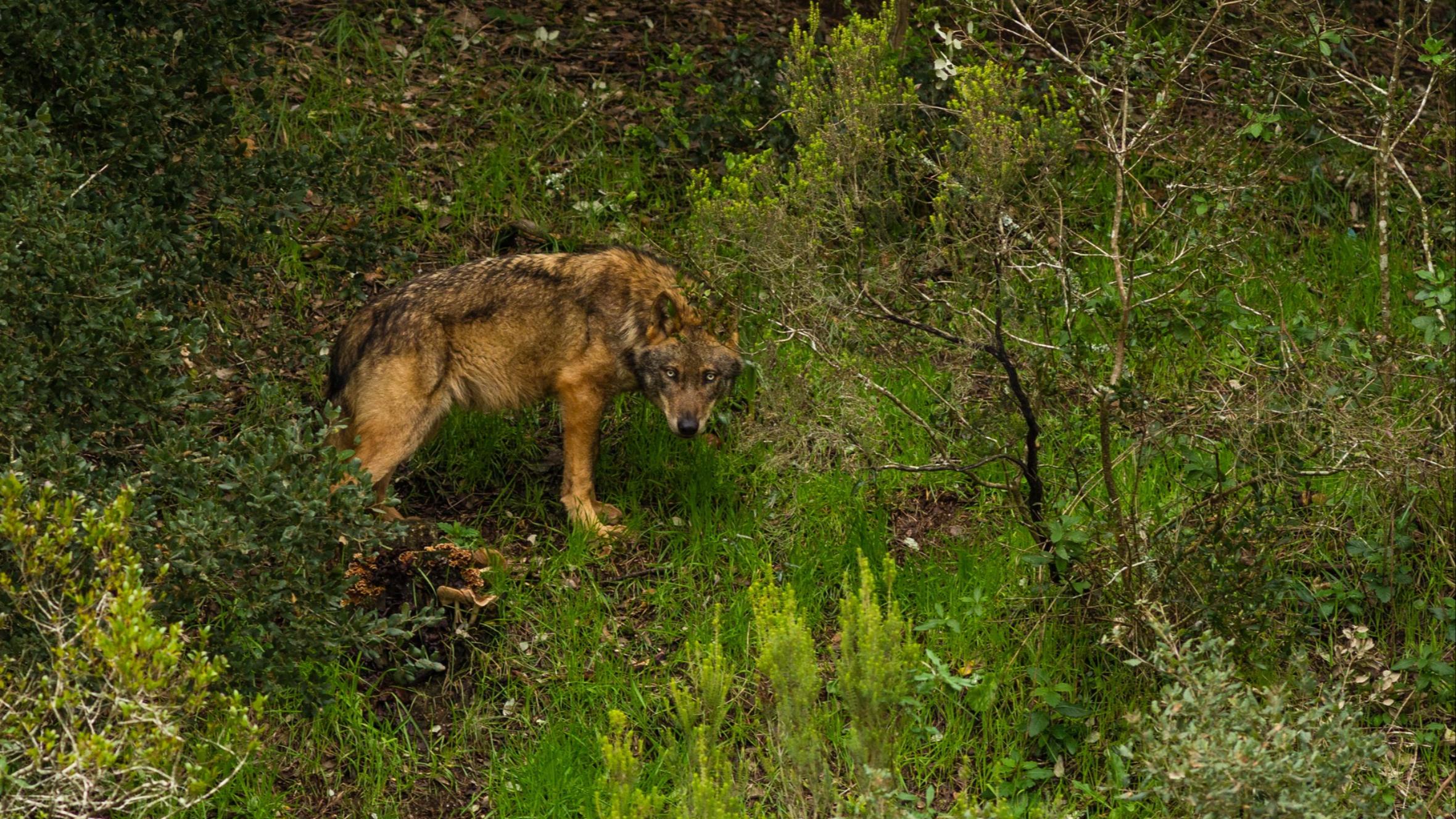 Iberian Wolf Faia